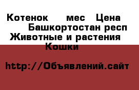 Котенок 1,5 мес › Цена ­ 100 - Башкортостан респ. Животные и растения » Кошки   
